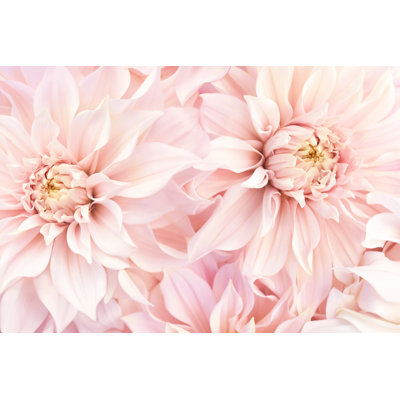 Blossoming Dahlias 1 Piece Wrapped Canvas Wall Art