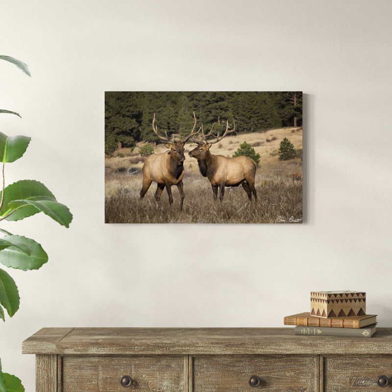 Elk Study IV, H 20 po x l 30 po x P 1,25 po