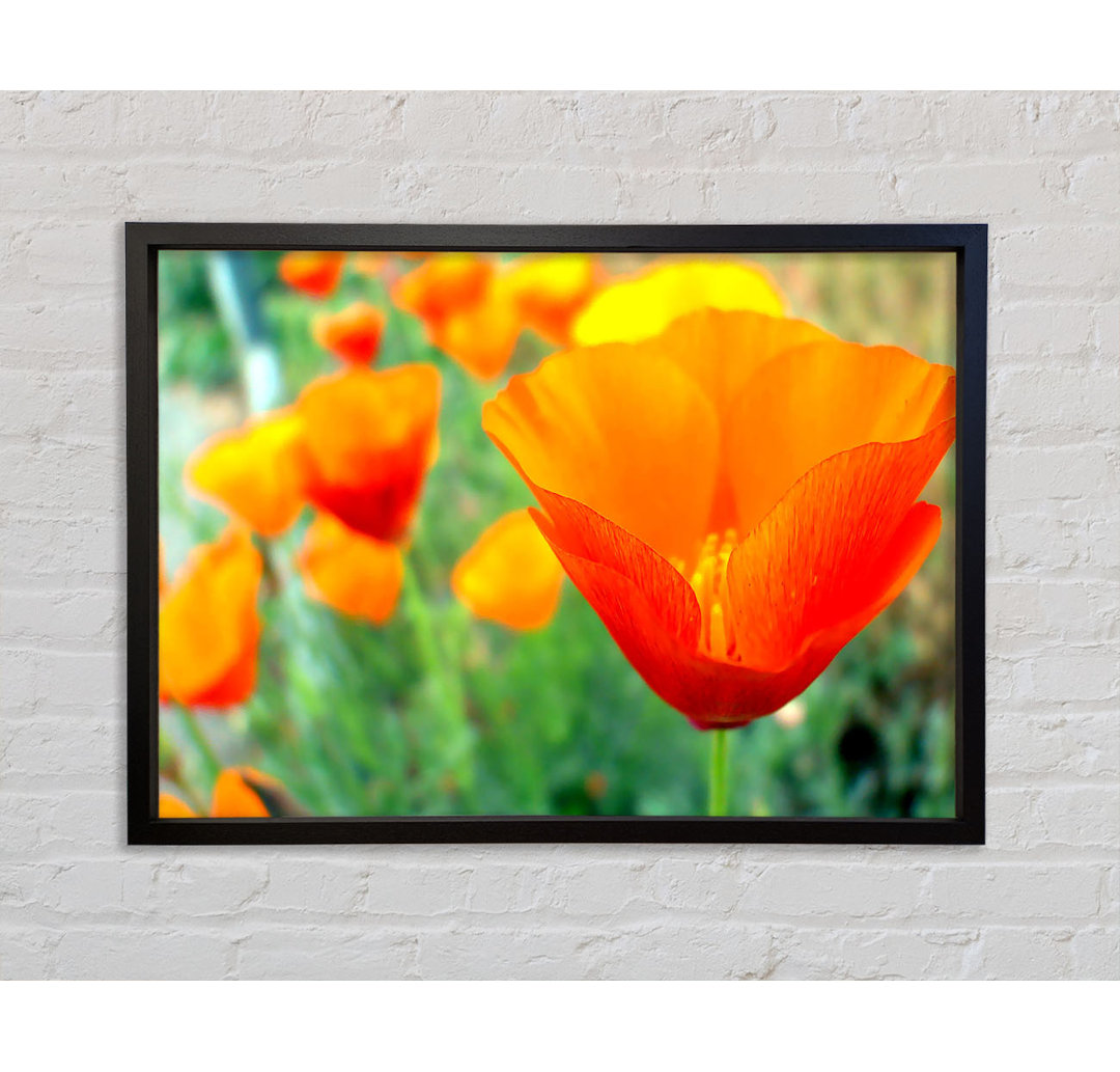 California Poppies Orange - Einzelne Bilderrahmen Kunstdrucke auf Leinwand