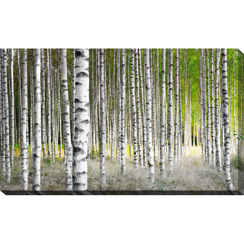 Birch Trees 1 - Wrapped Canvas Print, 18" H x 30" W x 1" D