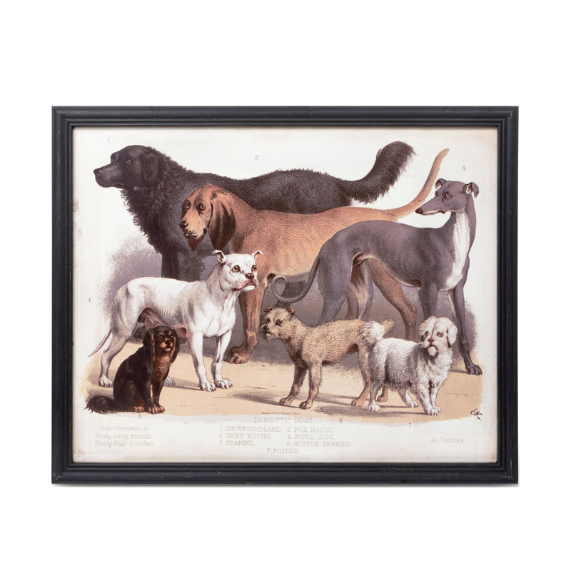 Domestic Dogs Print