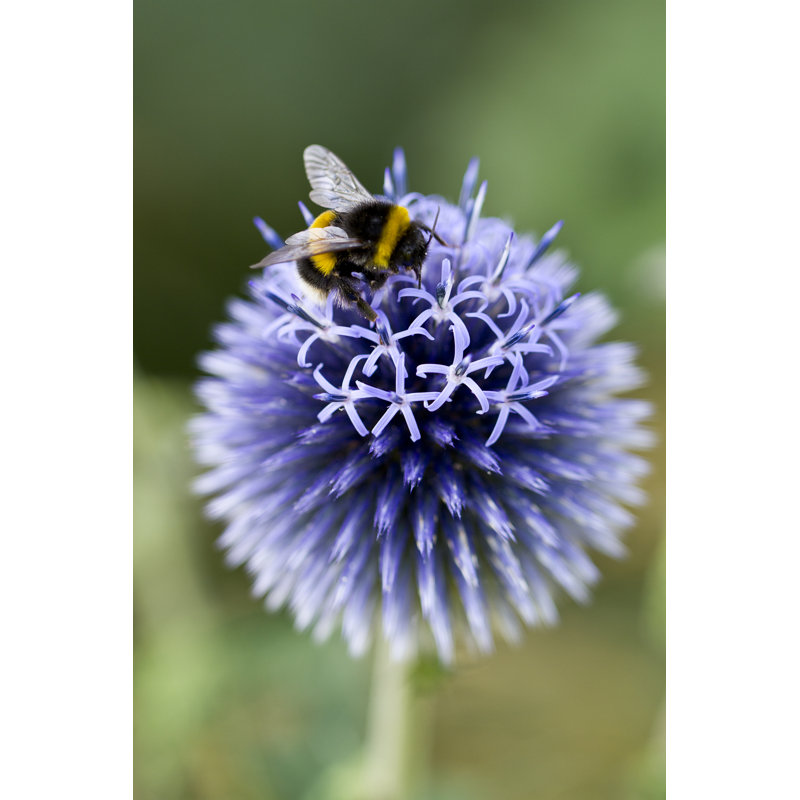 Delvante " Bumble Bee " by Mezmic, 36" H x 24" W  