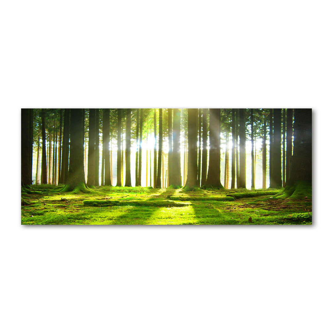 Wald in der Sonne - Ungerahmte Fotografie auf Leinwand