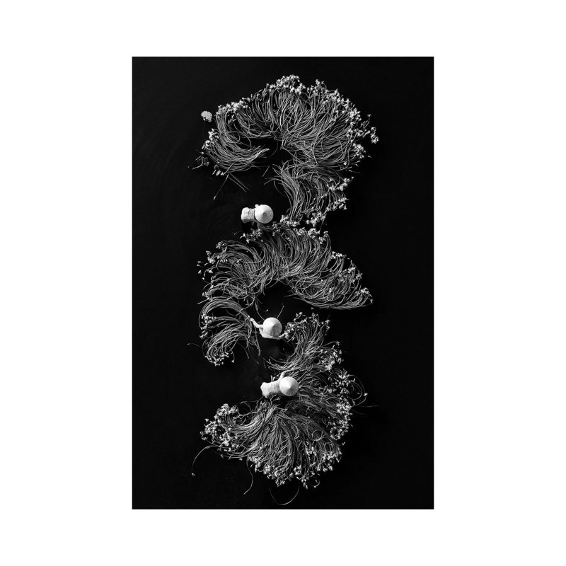 Waterlilies I by Trung Pham - Wrapped Canvas Print, 66.04 cm H x 45.72 cm W x 3.175 cm D