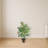 Areca Palm with Wicker Basket