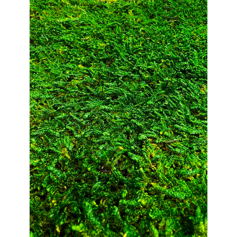 Drap-housse vert mousse 2 pieds carrés