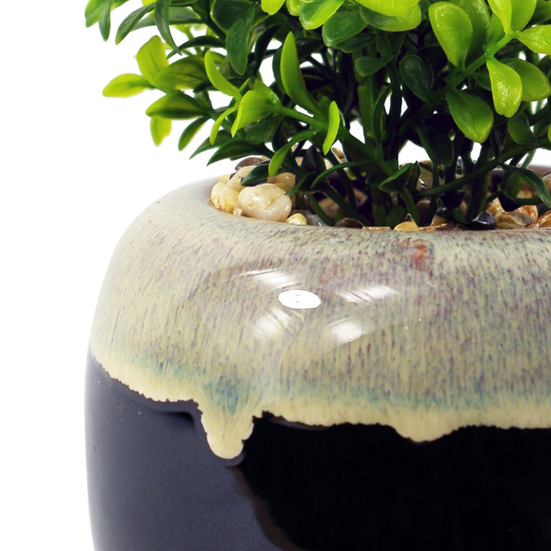 Annistin 18cm Plant