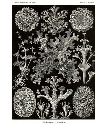 « lichens » par ernst haeky-impression d’art graphique