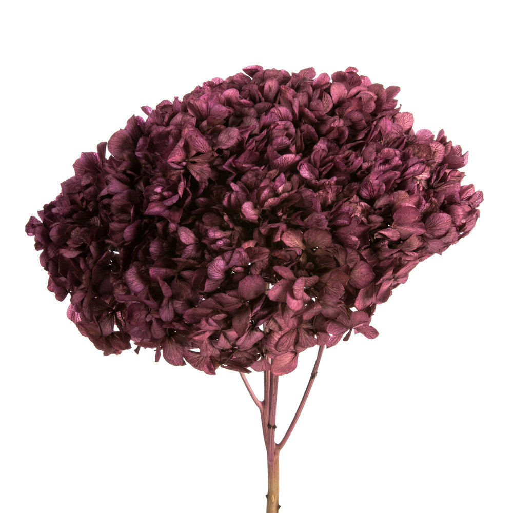 Preserved Hydrangea Stems, Purple Orchid