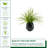Faux 21" Grass In Black Prism Ceramic