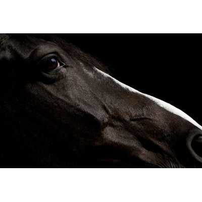 Black Horse Portrait by Kerkla - No Frame Print on Canvas