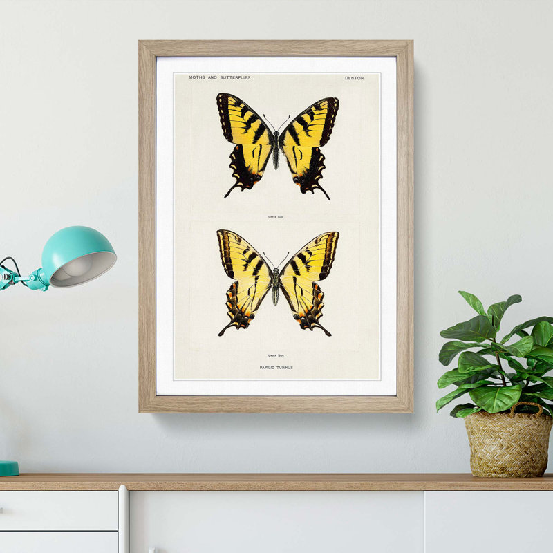 Eastern Tiger Swallowtail Butterfly by S.F. Denton - Picture Frame Graphic Art Print, 48cm H x 36cm W x 2cm D, Oak Framed
