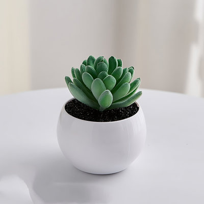 Plante grasse de 5,12 po