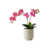 Rose est en rupture de stock