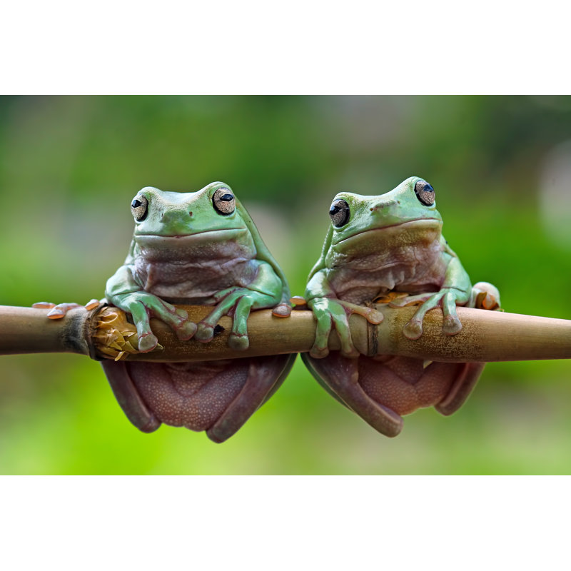 Tree Frogs - Photographie sur toile tendue, H 24 po x l 36 po
