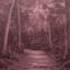 Forest Blush