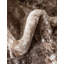 Tapis oriental Brandt-126532483-86620109