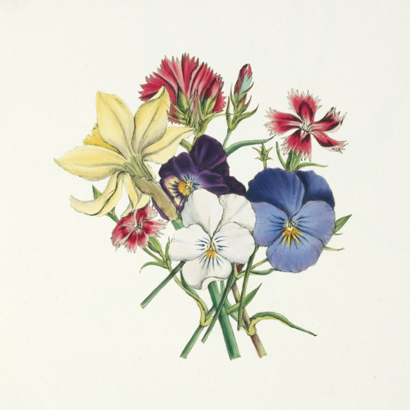 Pansy Party II par Wild Apple Portfolio, H 30 po x l 30 po x P 1,25 po, Cadre simple argenté, Oui