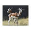 No Frame Print on Canvas-100038427