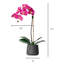 Arrangement floral orchidée en pot-70050662