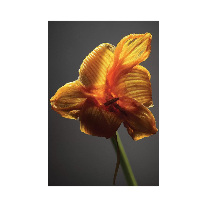 Studio Flowers XI 1 Piece Wrapped Canvas Wall Art, 20.32 cm H x 30.48 cm W