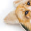 Coussin Fox Head