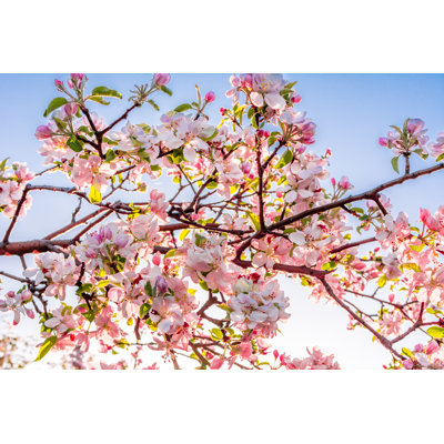 Pink Cherry Blossom - Wrapped Canvas Print