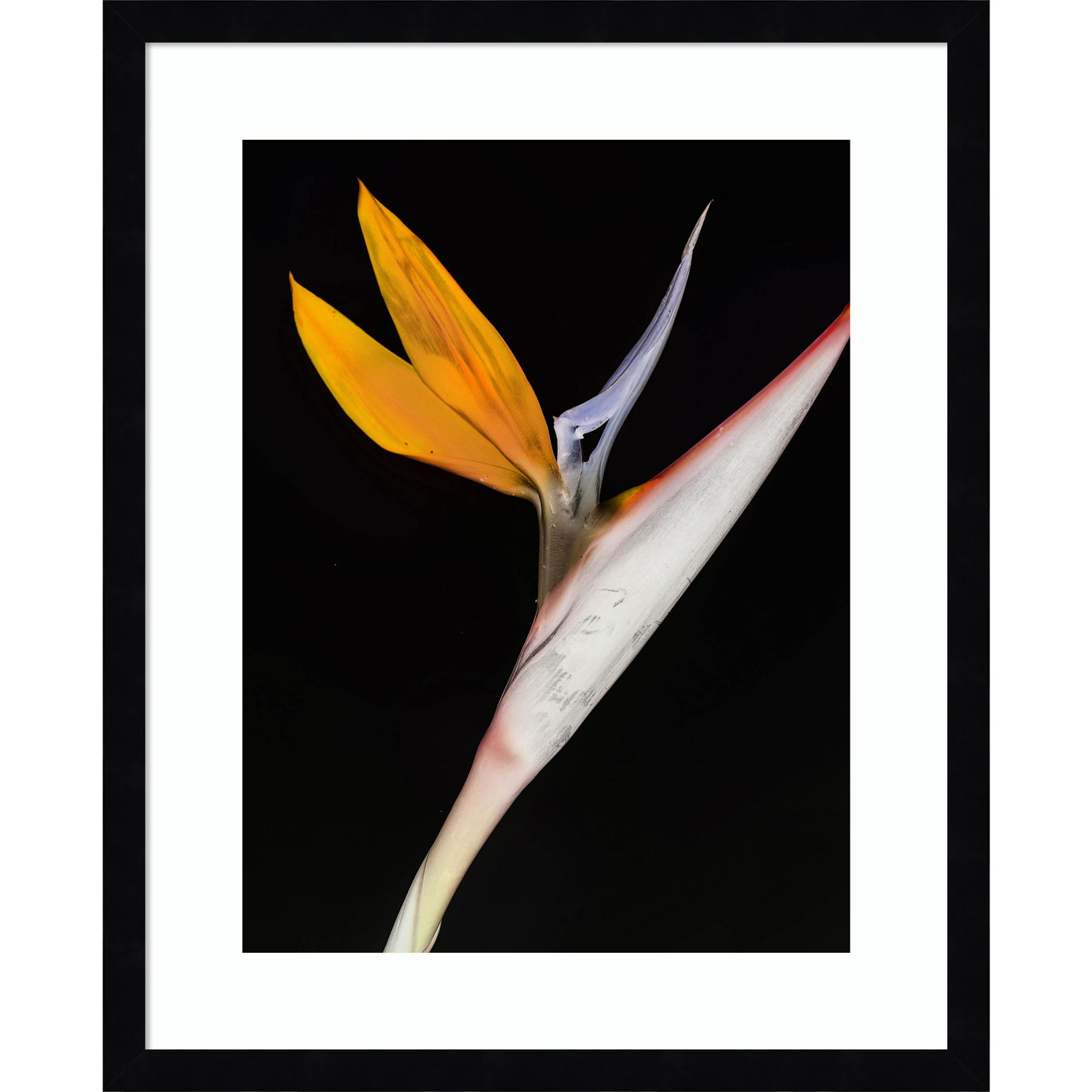 Bird of Paradise by Shot by Clint Wood Framed Wall Art Print, Black, 21" H x 17" W
