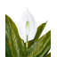 Artificial Plant SPATHPHYLLUM 70 cm Green