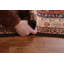 Tapis de couloir géométrique Heriz Persian Design