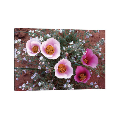 Sego Lily Group, State Flower Of Utah With Bulbous Edible Root by Tim Fitzharris - Wrapped Canvas Print
