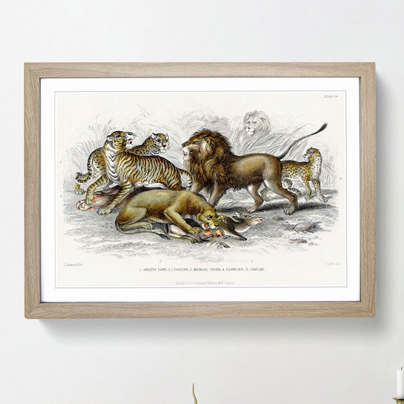 Lion, Tiger, Leopard and Jaguar by Oliver Goldsmith - Picture Frame Painting Print on MDF, Oak Framed
