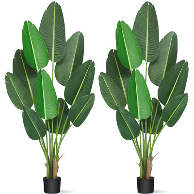 Plante de 19,7 po