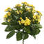 Buisson artificiel Kalanchoe-24826041