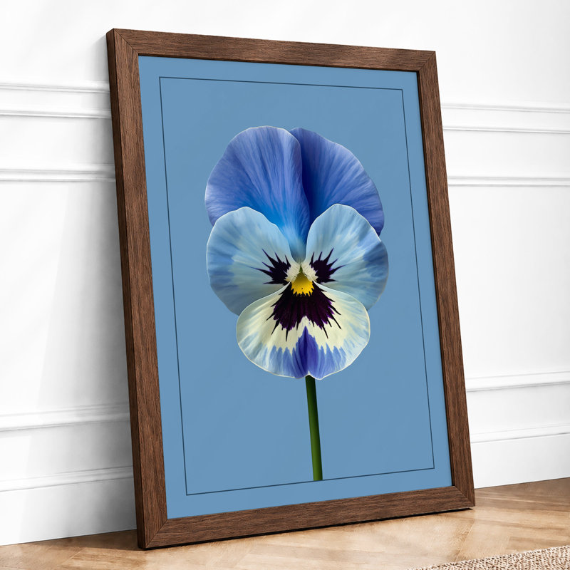 Purple Pansy Study Botanical - Framed Print, Walnut, A4 - 29.7 x 21.0 cm