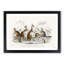 Kangaroos by Oliver Goldsmith - Picture Frame Graphic Art Print-55609661-55609662