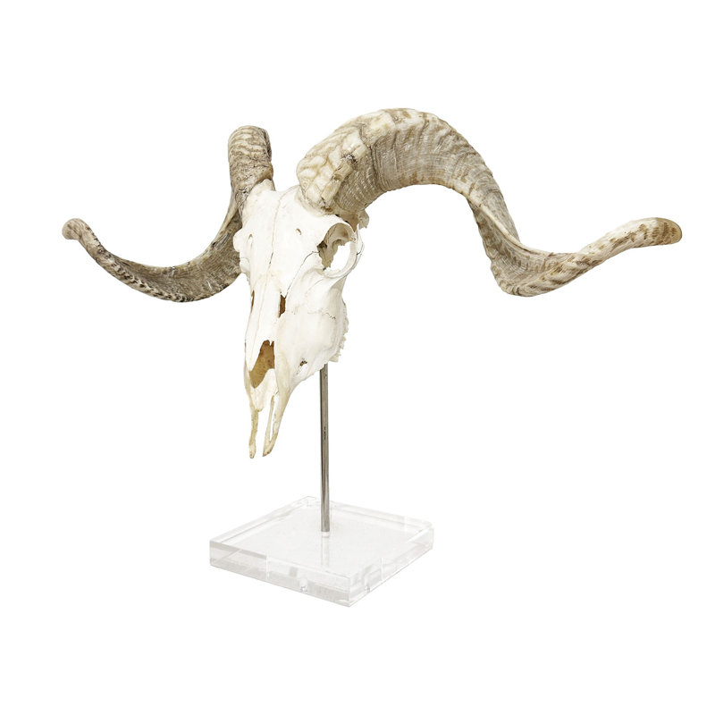 Polished African Merino Full Skull on Lucite Stand