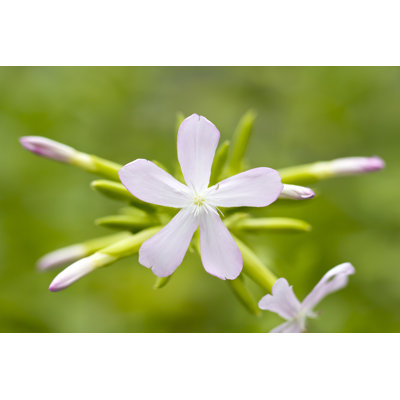 Flowering Soapwort by Jonathan Austin Daniels