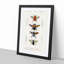 Flying Insect Illustrations PL.1 by Charles d'Orbigny - Picture Frame Graphic Art Print-55576073-55576078