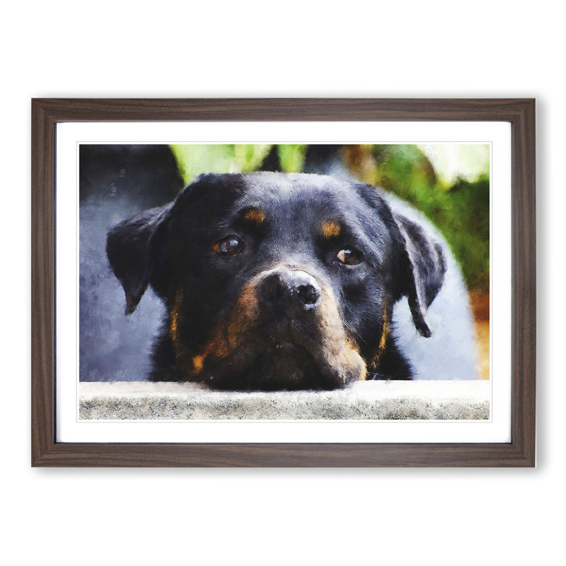 Rottweiler Dog - Picture Frame Graphic Art, 36cm H x 48cm W x 2cm D, Walnut Framed