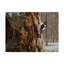«Winter Pine Downy Woodpecker» par Etelca, impression sur toile tendue-27649506