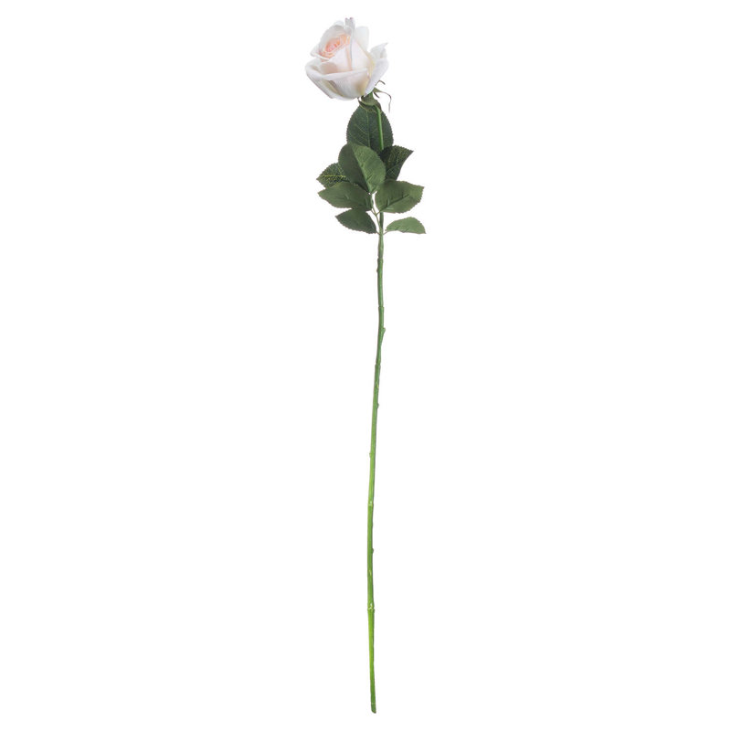 Anastasija Arrangement