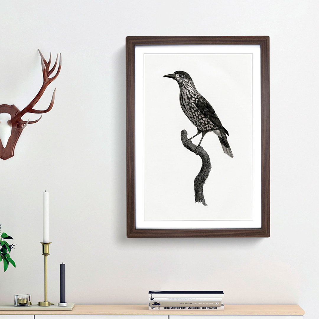 Nutcracker Bird by Jacques Barraband - Framed Print