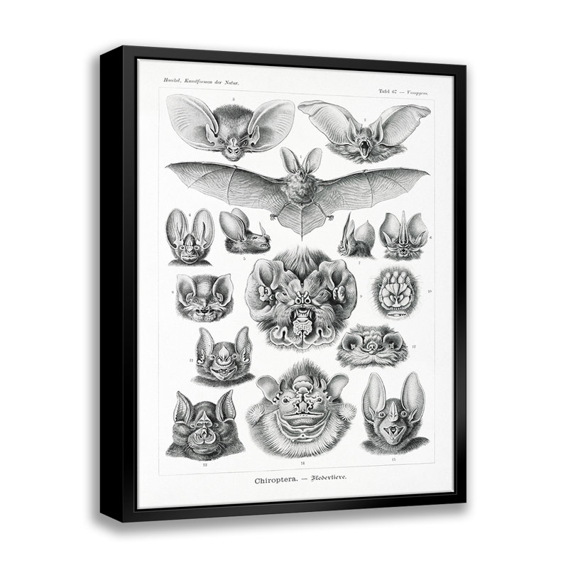 Chiroptera – Fledertiere par Ernst Haeckel par Stanley Print House - on, L 11 po x H 14 po