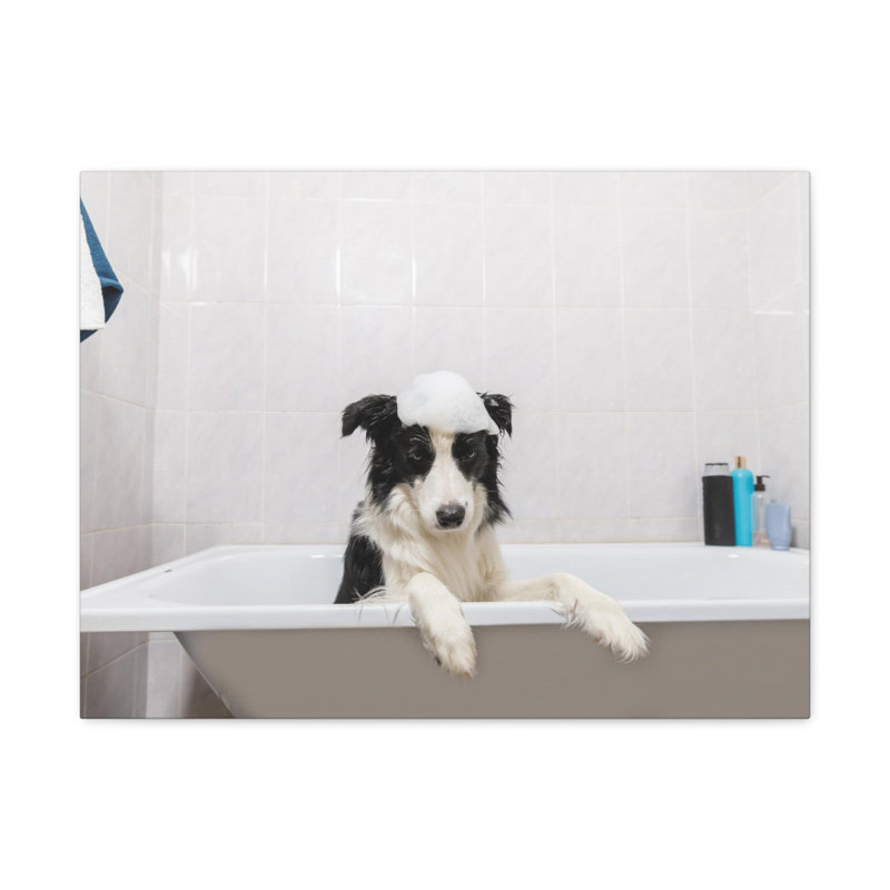 Funny Border Collie Bathee Canvas Wall Art
