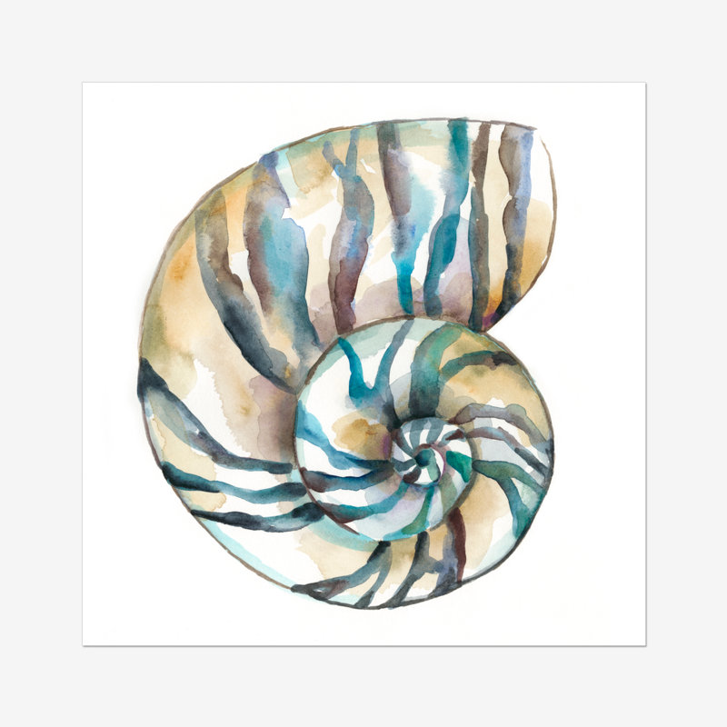 Aquarelle Shells II by Chariklia Zarris - Painting, 51cm H x 51cm W, Paper Print