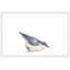NUTHATCH Bird II par Thimble Sparrow-reproduction d’art sur papier encadrée-1525483835