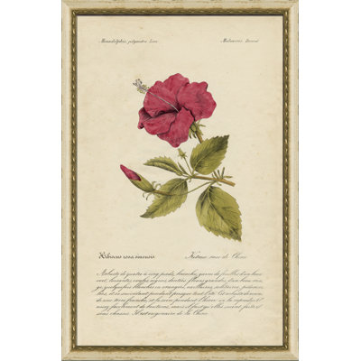 Tropical hibiscus - cadre photo, impression sur papier