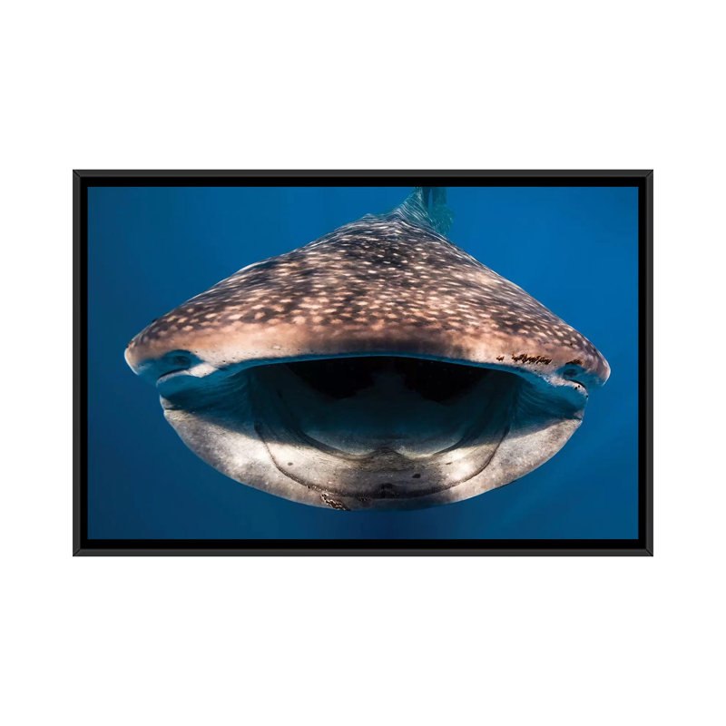 « baleinee shark », reproduction de photo sur toile, H 18 po x l 26 po x P 1,5 po, Toile avec cadre noir, Pas de tapis