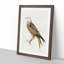 Red Kite by Von Wright - Picture Frame Painting Print-55772037-55772040